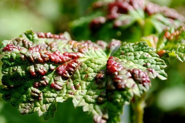 currant disease and treatment