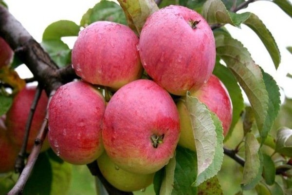 Mô tả cây táo boletus