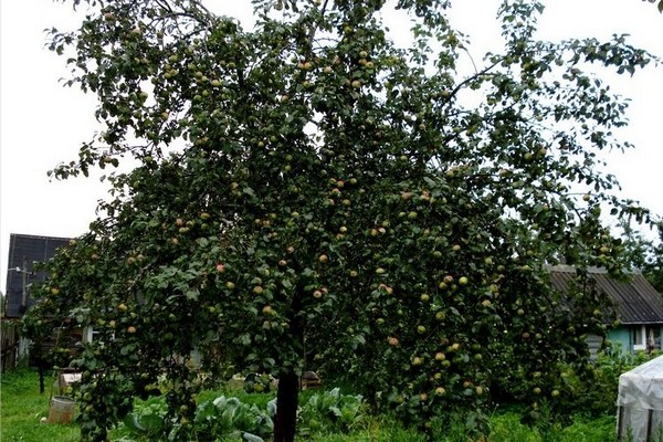 boletus apple tree
