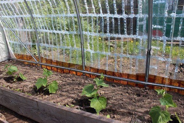 greenhouse + from plastic bottles