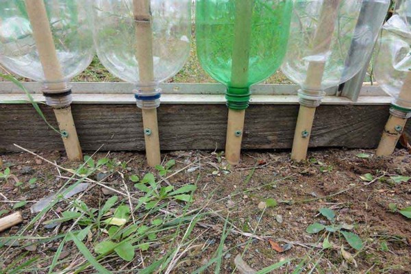 greenhouse + from plastic bottles + do it yourself