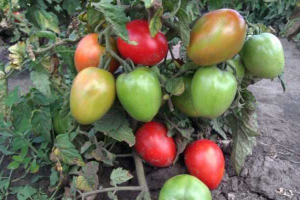mga review ng tomato buyan larawan
