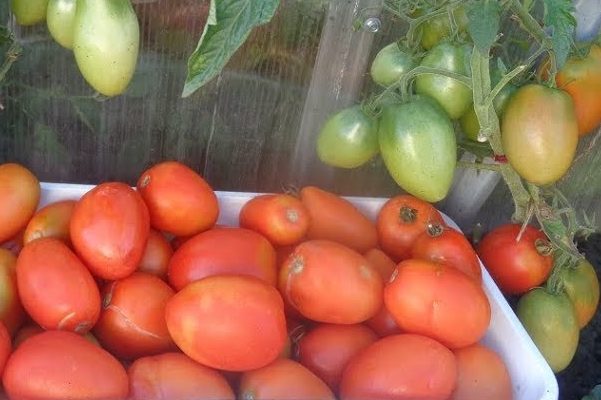 Description des tomates Buyan