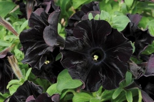 bức ảnh hoa dạ yên thảo đen