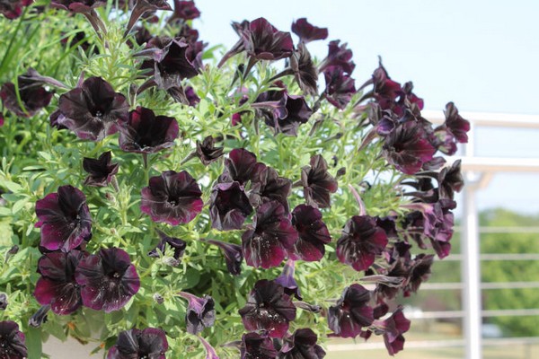 svart petunia -bilde