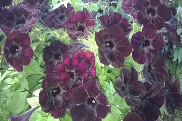 svart petunia -bilde