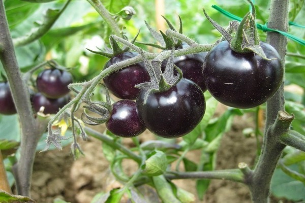 odrody čiernych paradajok