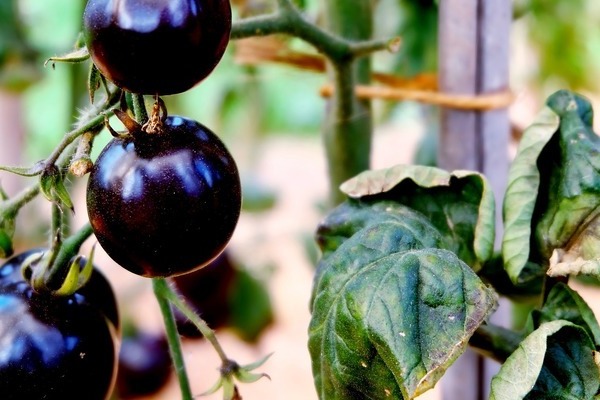svarte tomater foto
