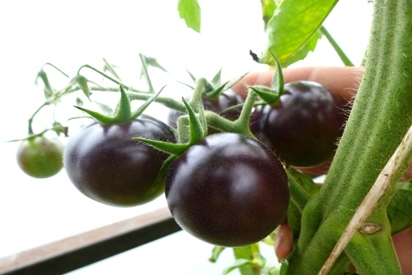 fotografia čiernych paradajok