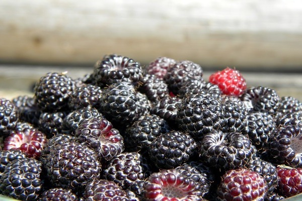 kontras raspberry hitam dan blackberry