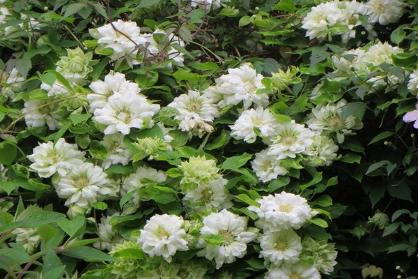 Описание на Clematis Daches of Единбург