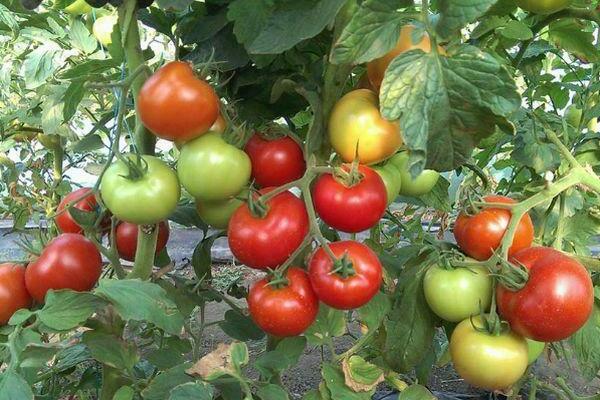 descrição do residente de verão tomate