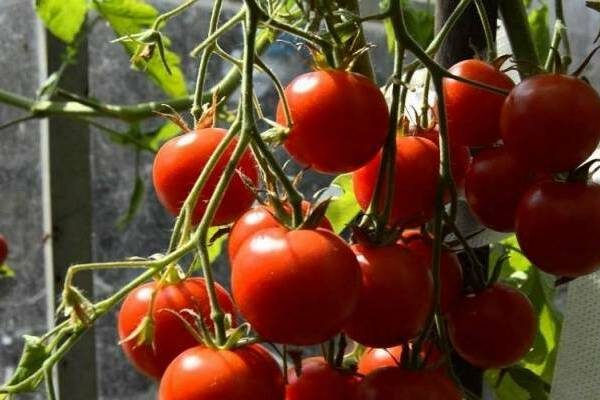 tomatsort sommerboer