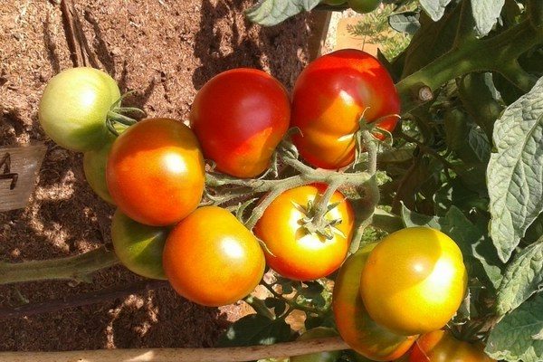 tomato summer resident reviews