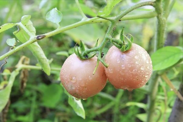 Odroda paradajok De Barao
