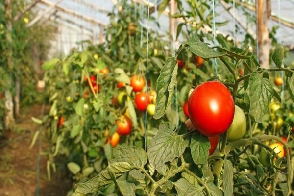 photo de chêne tomate