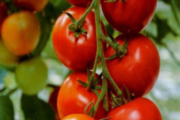 tomato variety oakrava