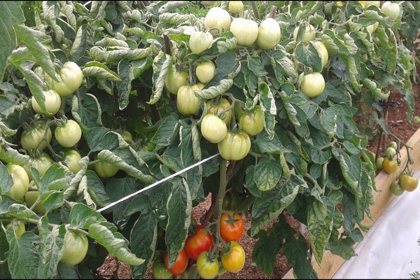description of the oak-tree tomato