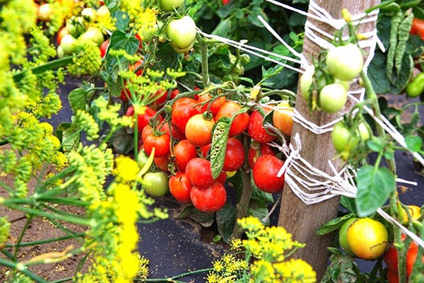 tomato oakrava photo