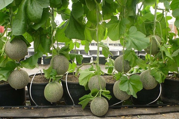 Melonenanbau + im Gewächshaus