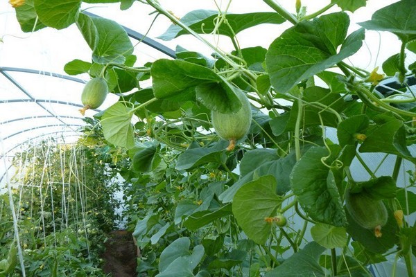 melon cultivation + in the greenhouse