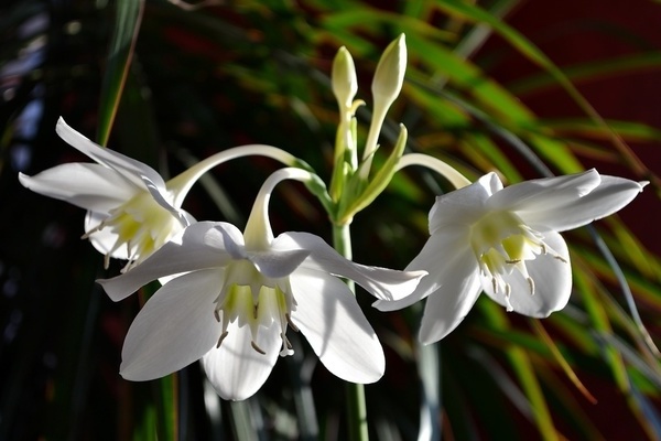 Eucharis, Amazonian lily: photo, flowering and reproduction