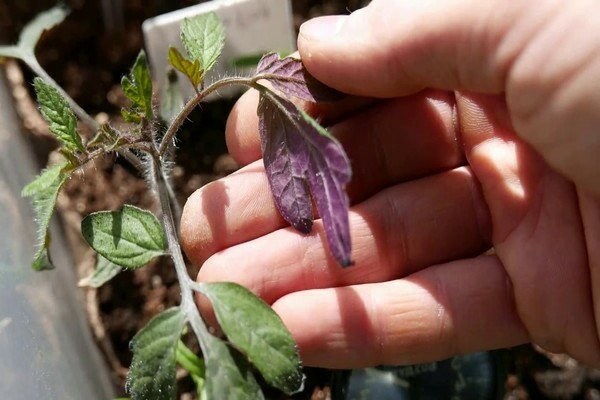 purple leaves of tomatoes why