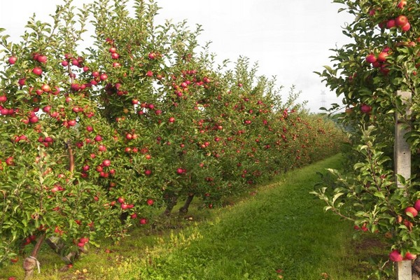 gambar penerangan epal florina