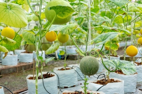 melon formation in the greenhouse