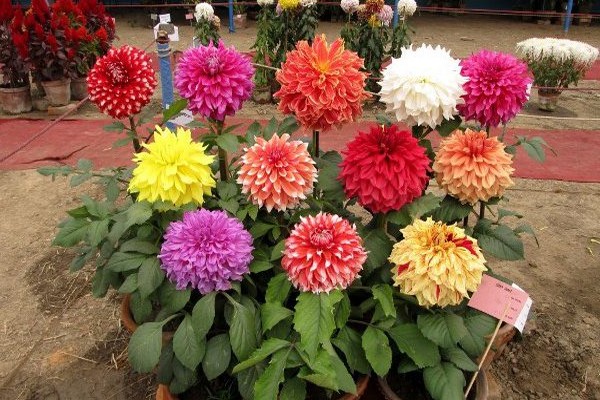 dahlias varieties + with photo + and names