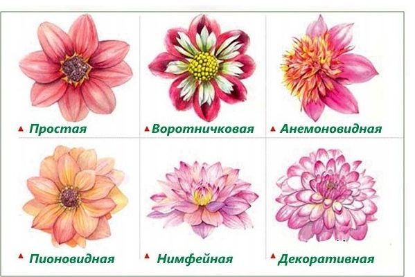 dahlias varieties + with photo + and names