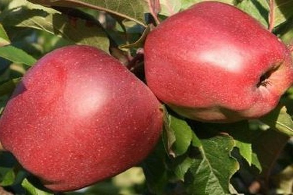 popisná fotografia jabloňového gloucesteru