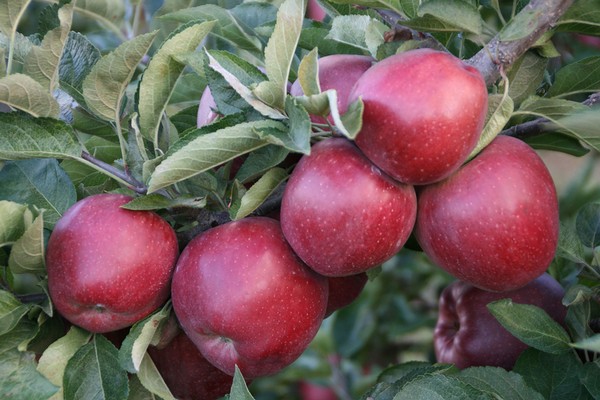 Mô tả cây táo gloucester