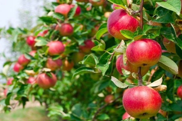 fotografija stabla jabuke gloucester