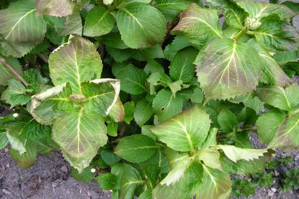 per què la hortènsia creix malament?