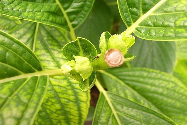 por que a hortênsia cresce mal?