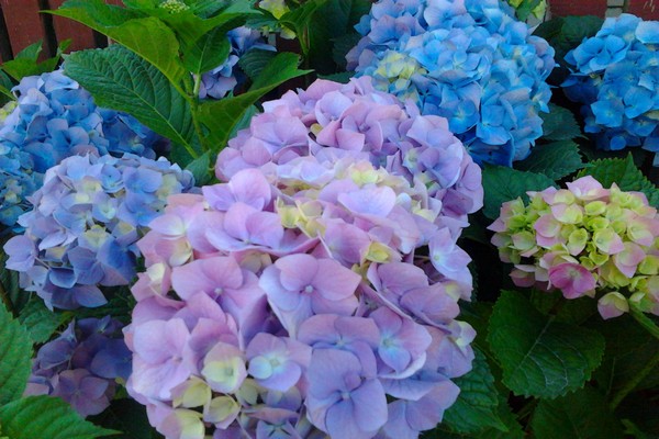 varietà di ortensie