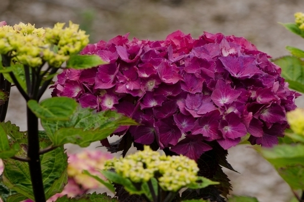 warna bunga hidrangea
