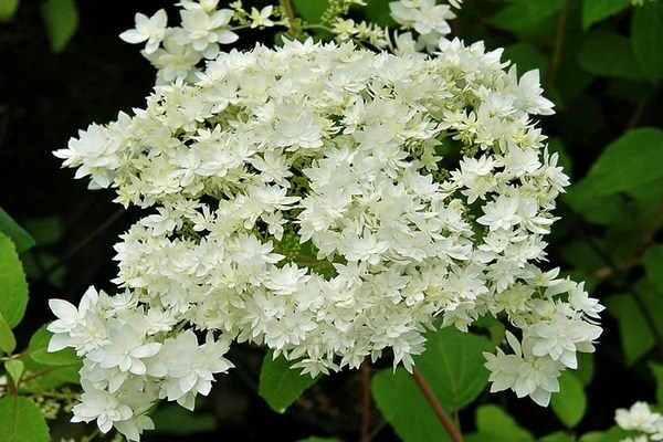 hoa cẩm tú cầu Hayes Starburst