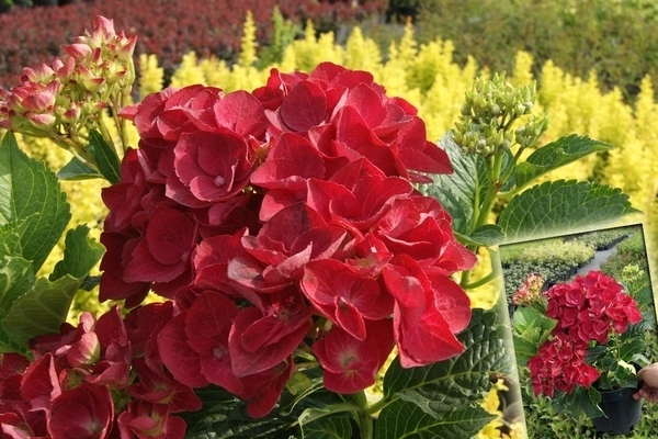 hoa cẩm tú cầu đỏ nóng