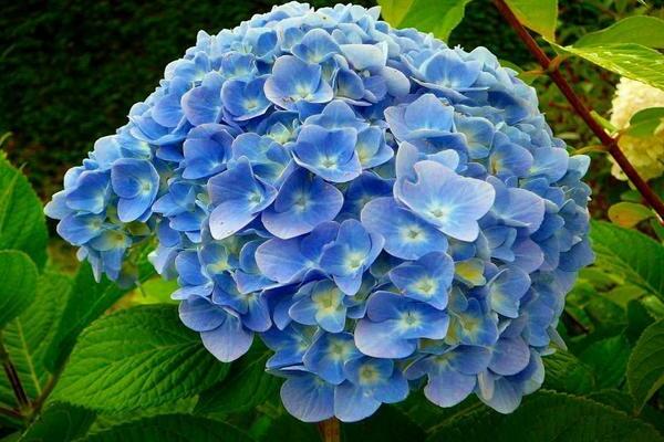 Hydrangea Nikko Blue