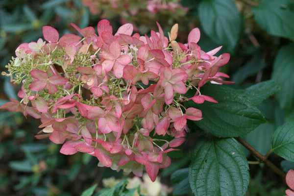 Hortensia Pink Lady