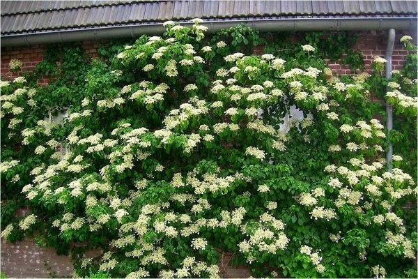 Pag-akyat sa hydrangea