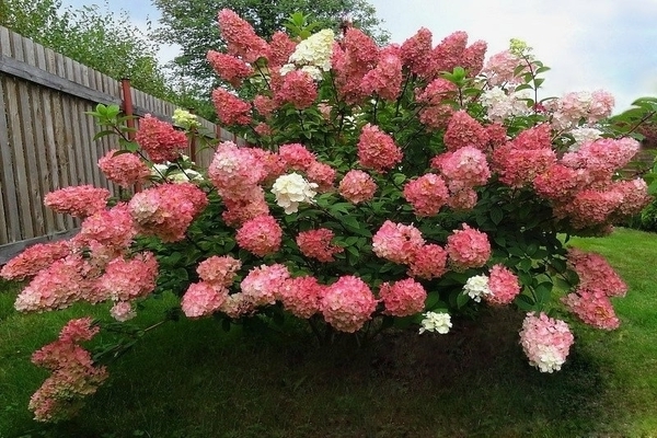 Hortensias papas fritas del domingo