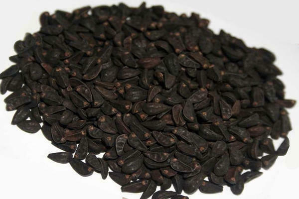 hydrangea seeds photo