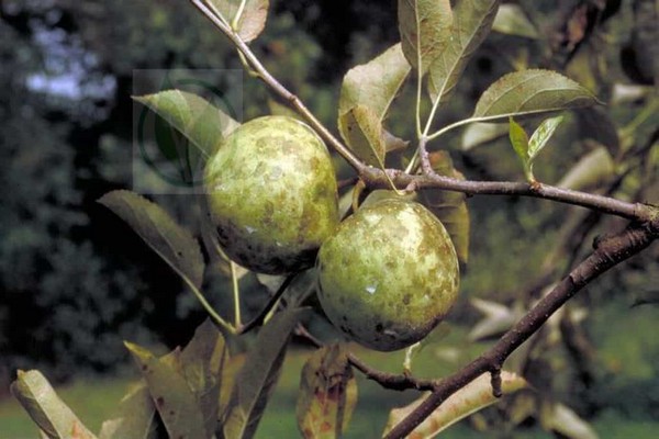 Pilze + am Apfelbaum