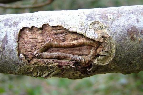 fungus + on the trunk of an apple tree