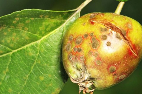 schimmel + op een appelboom + hoe te vechten