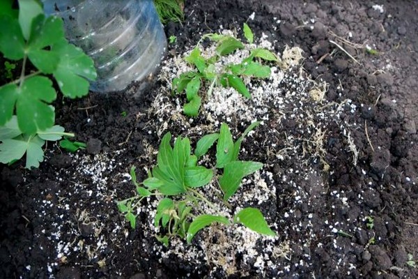 clematis chania περιγραφή