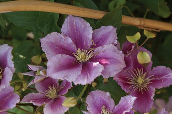 clematis chania beskrivelse